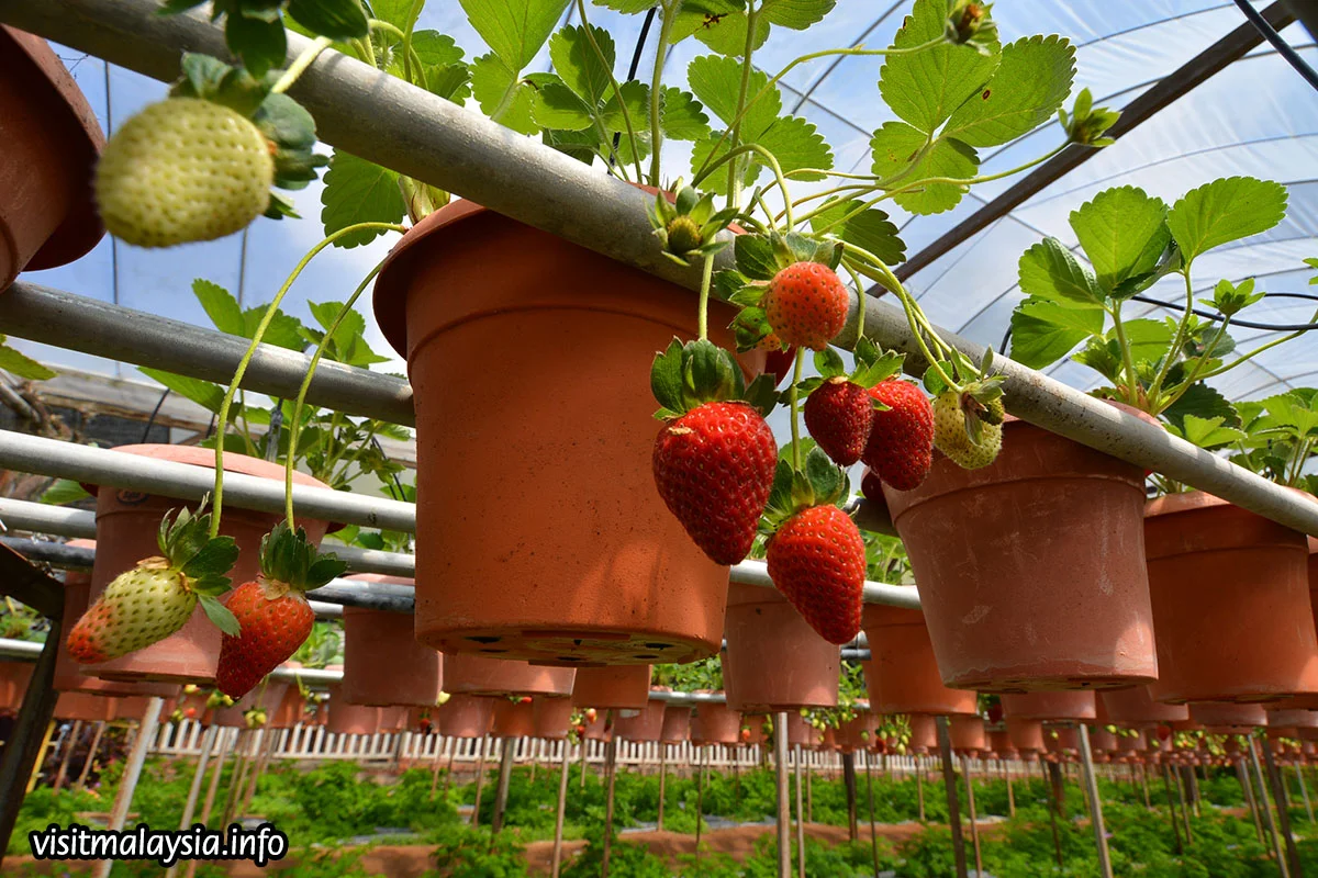 Cameron Highlands Tea & Strawberry Day from Kuala Lumpur