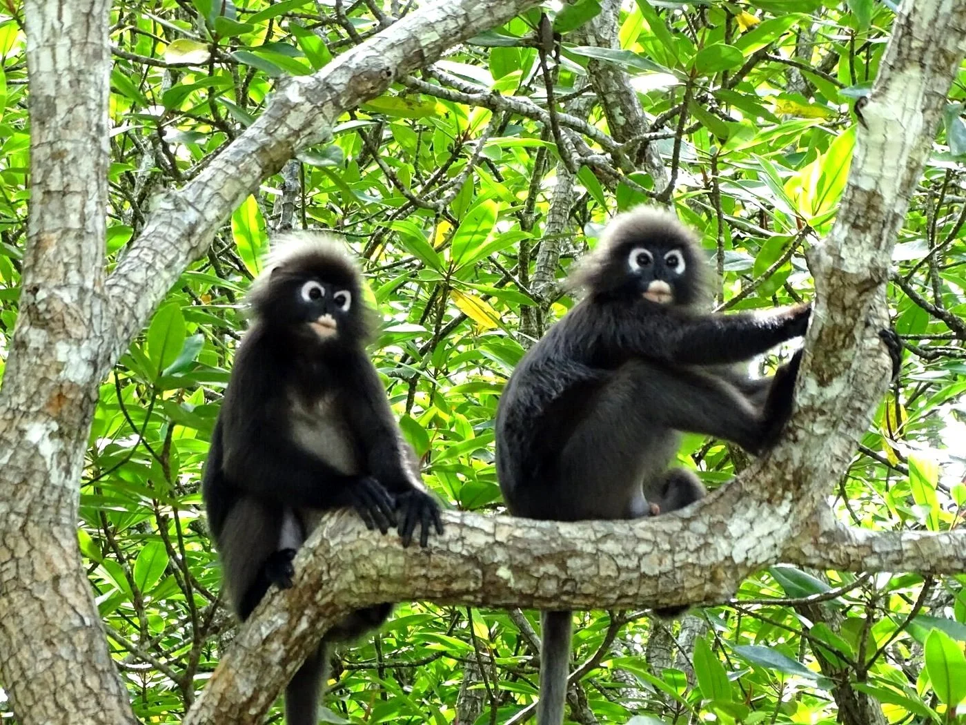 Langkawi Private Kubang Badak Mangrove & Snorkelling Tour
